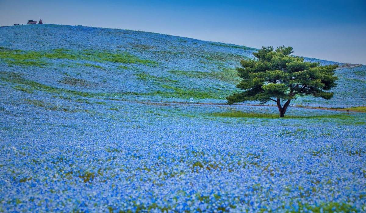 茨城県のデートスポット